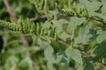 Smooth amaranth <BR>Smooth pigweed